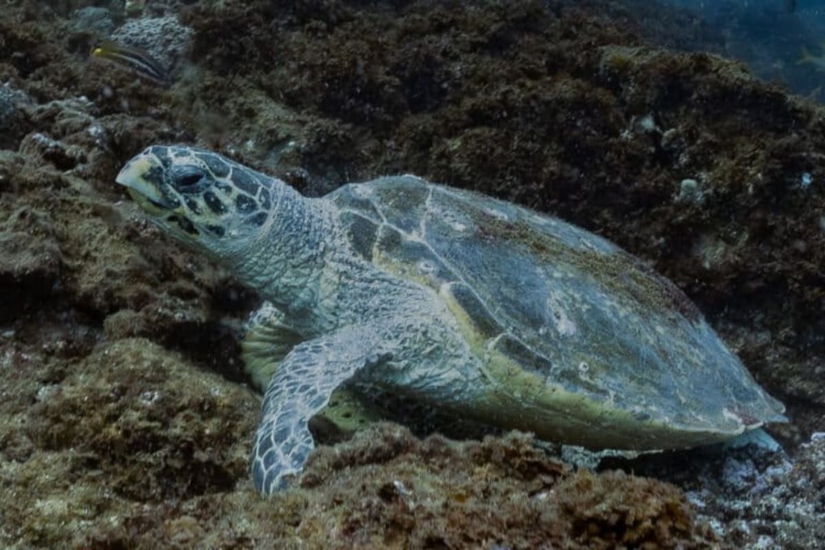 West Africa Plans Historic Ocean Sanctuary for High Seas - Image 3