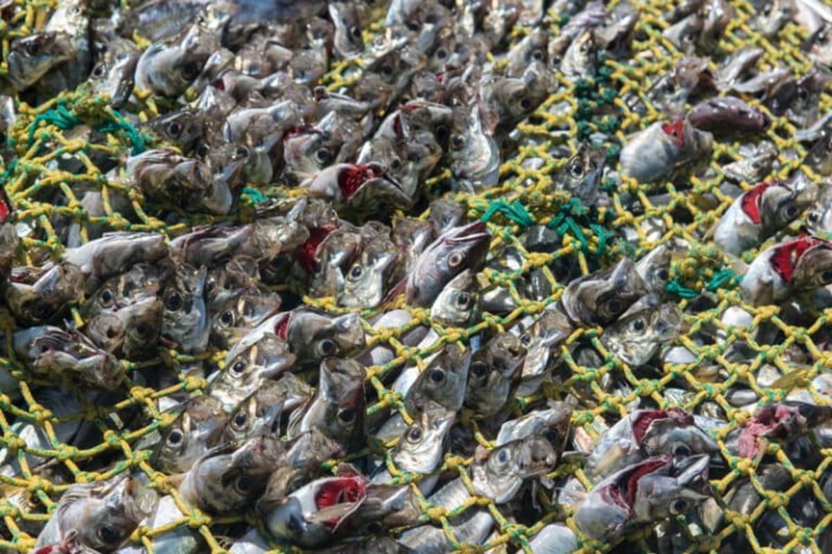 West Africa Plans Historic Ocean Sanctuary for High Seas - Image 4