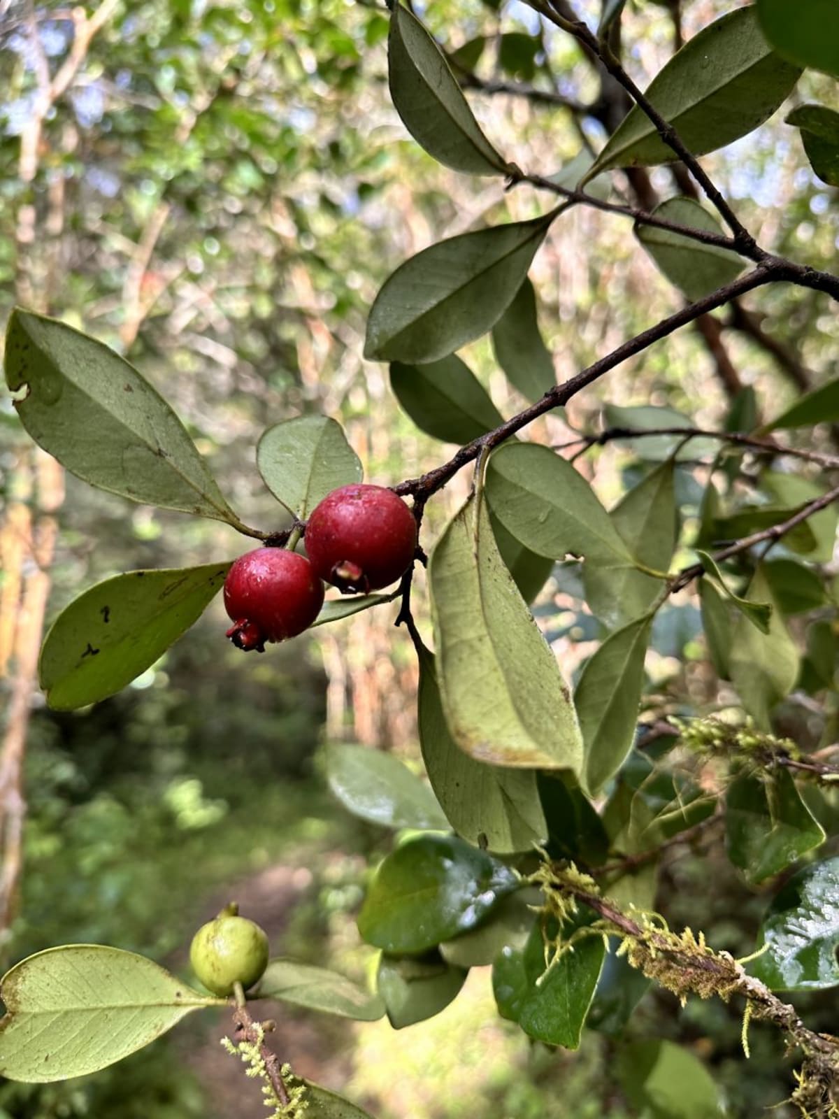 Scientists Find Fix for Madagascar's Guava Problem - Image 5