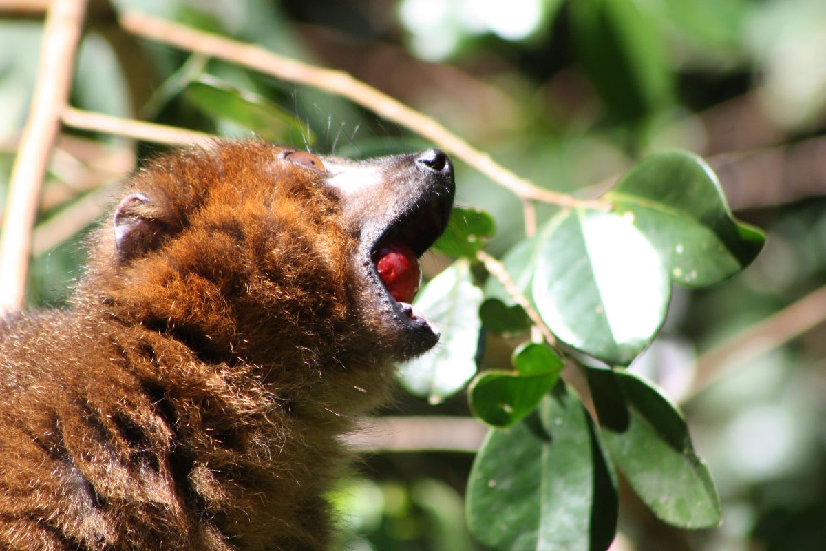 Scientists Find Fix for Madagascar's Guava Problem