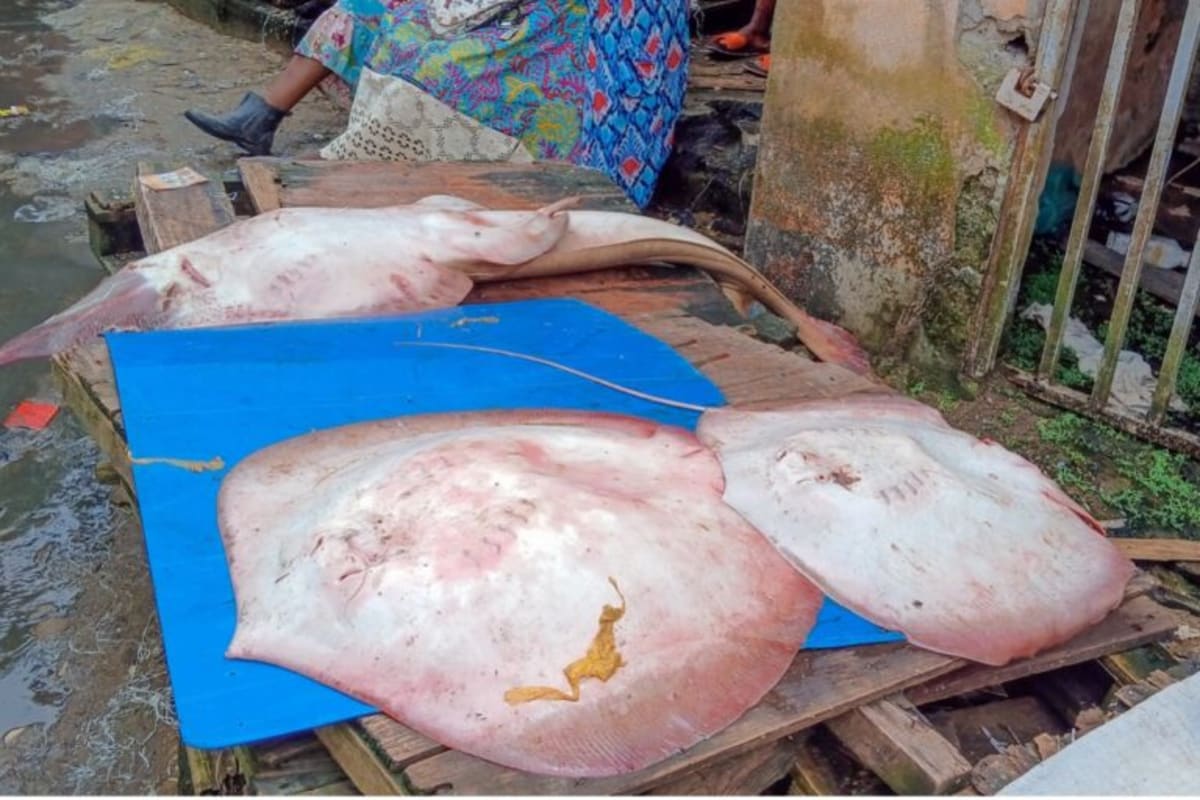 Cameroon Fishers Help Document 45 Shark & Ray Species - Image 3