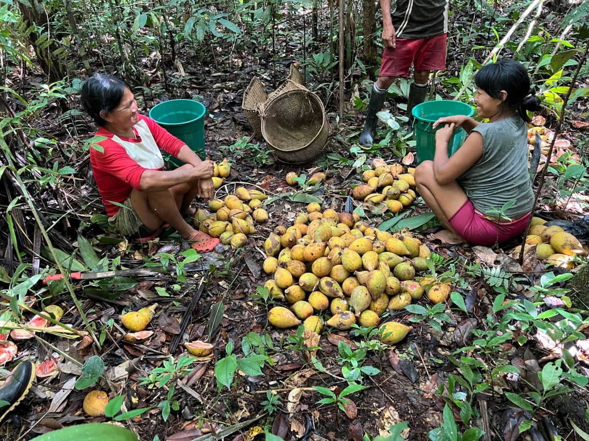 Indigenous Cacua People Co-Author New Amazon Palm Discovery - Image 3