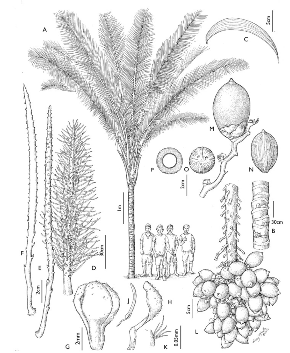 Indigenous Cacua People Co-Author New Amazon Palm Discovery - Image 4