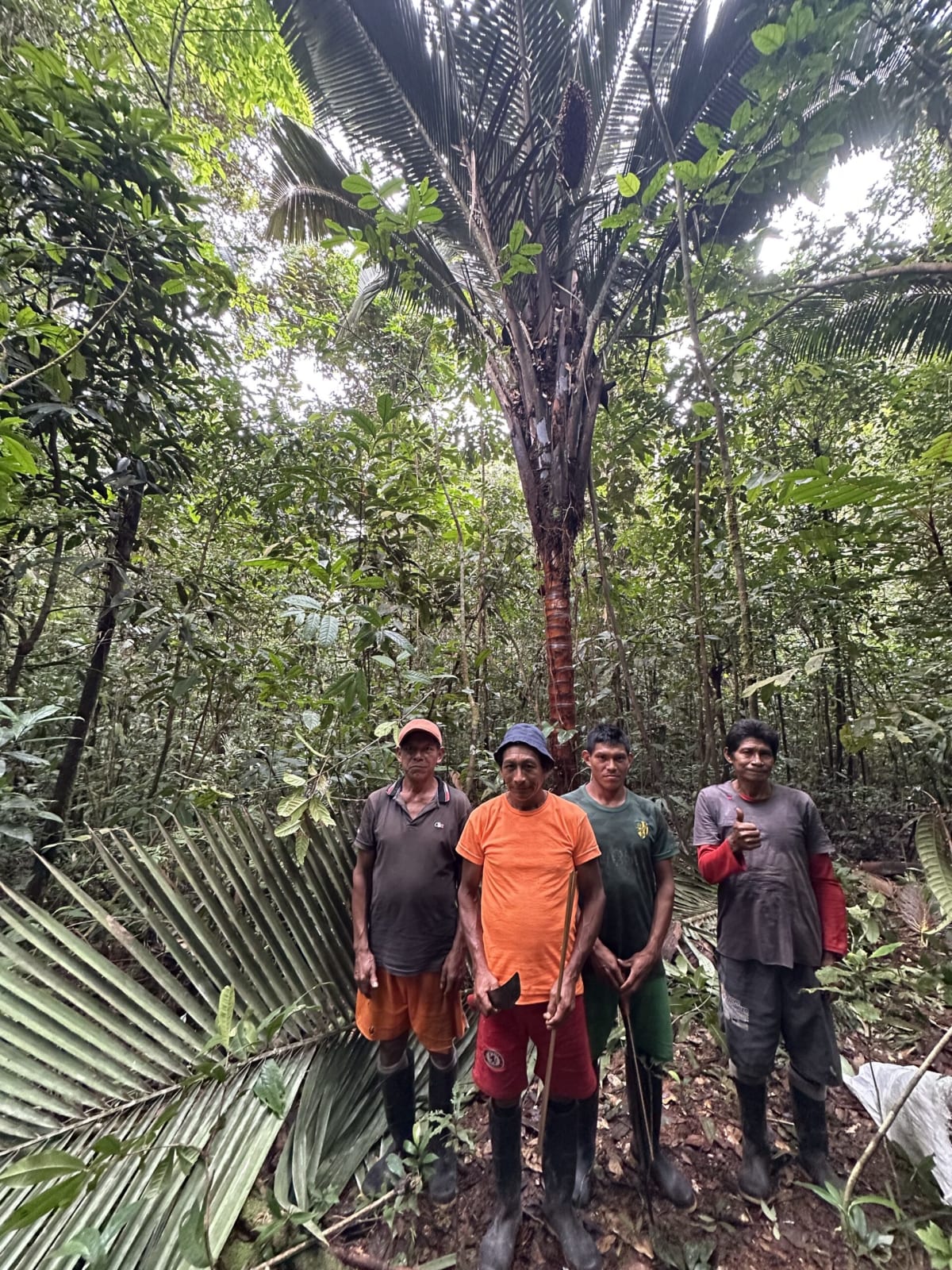 Indigenous Cacua People Co-Author New Amazon Palm Discovery - Image 5