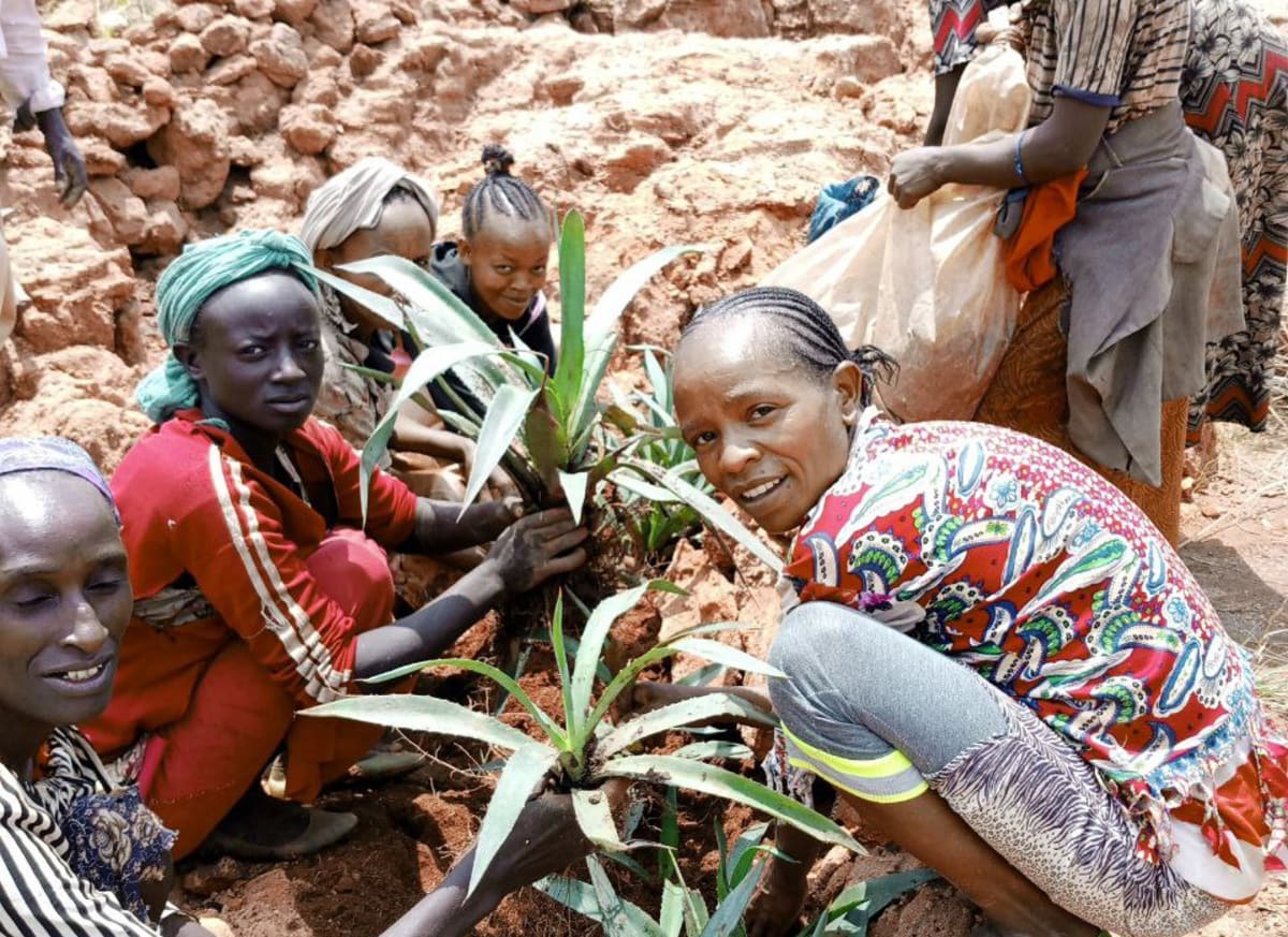 Ethiopian women working together planting trees and vegetation in restored landscape in Sidama region