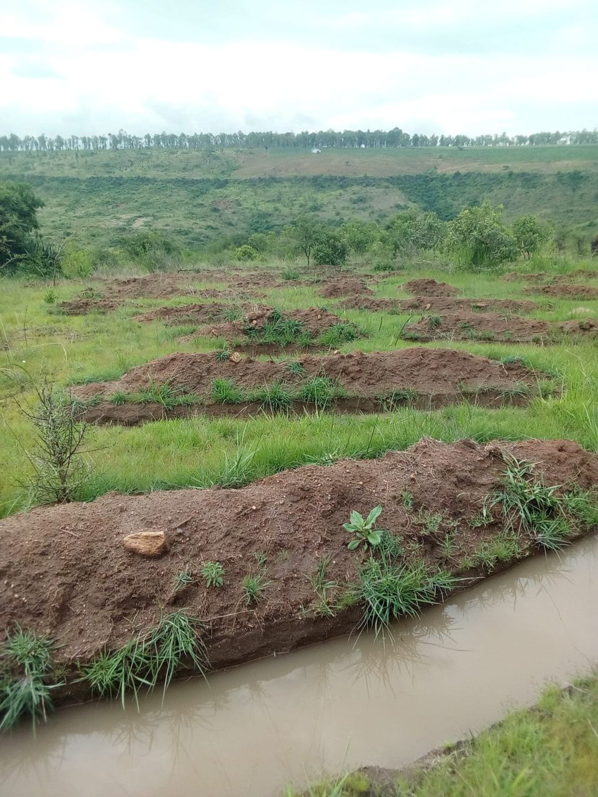 Ethiopian Women Plant 3,000 Acres, Restore Degraded Land - Image 3