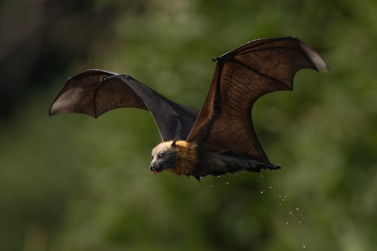 Flying Foxes Worth $668M to Australia's Timber Industry - Image 2