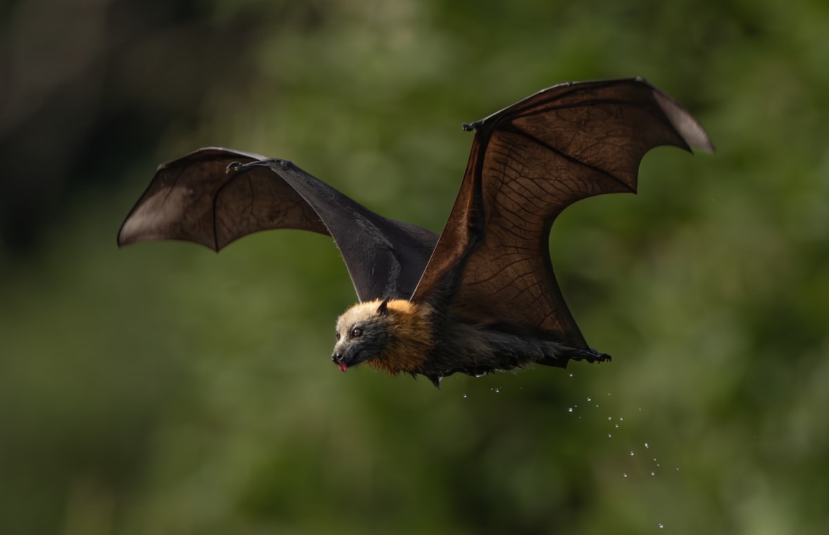 Grey-headed flying fox with three-foot wingspan hanging in Australian eucalypt forest
