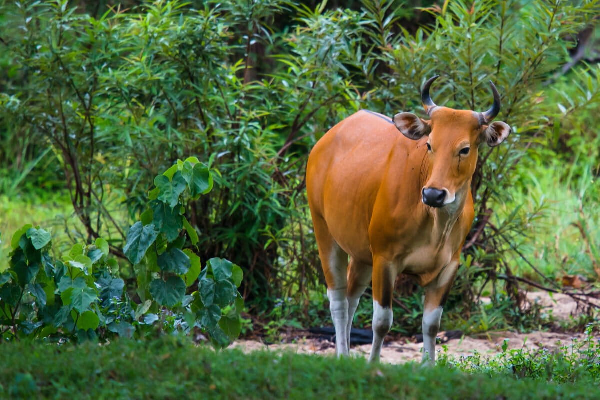 Wild banteng cattle with russet bodies and white legs grazing in Thai grassland clearing