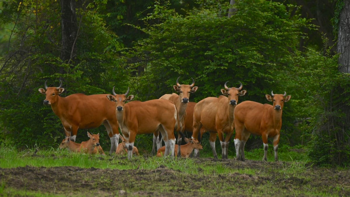 Thailand's Wild Cattle Make Comeback, Locals Turn Guides - Image 4