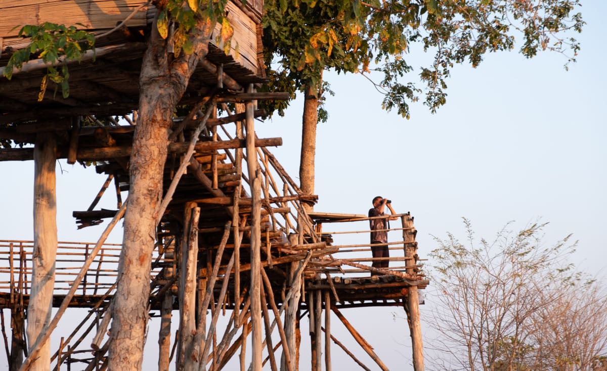 Thailand's Wild Cattle Make Comeback, Locals Turn Guides - Image 3