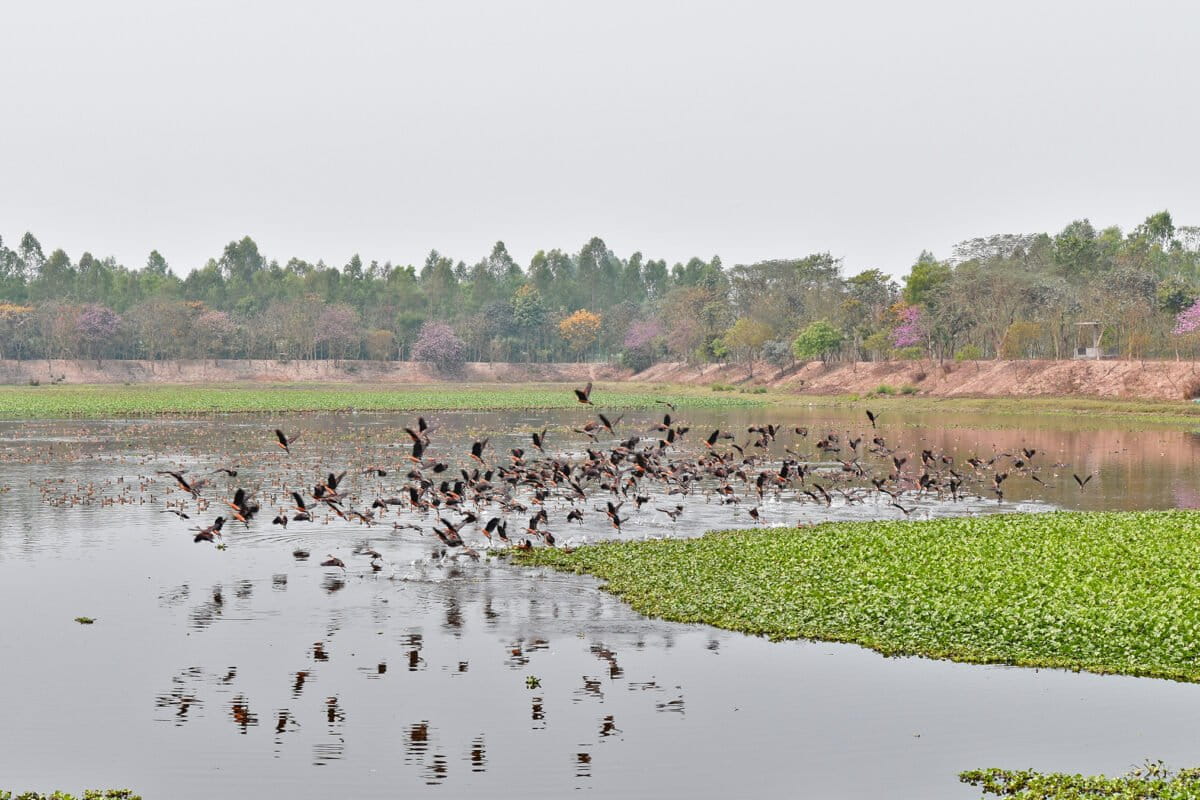 Bangladesh Engineer Restores Wetlands Against All Odds - Image 2