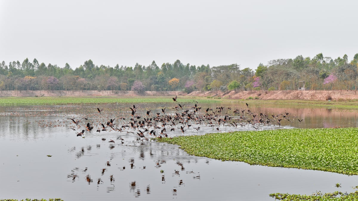 Engineer A.K.M. Fazlul Haque walking through restored wetland with birds flying overhead in Bangladesh
