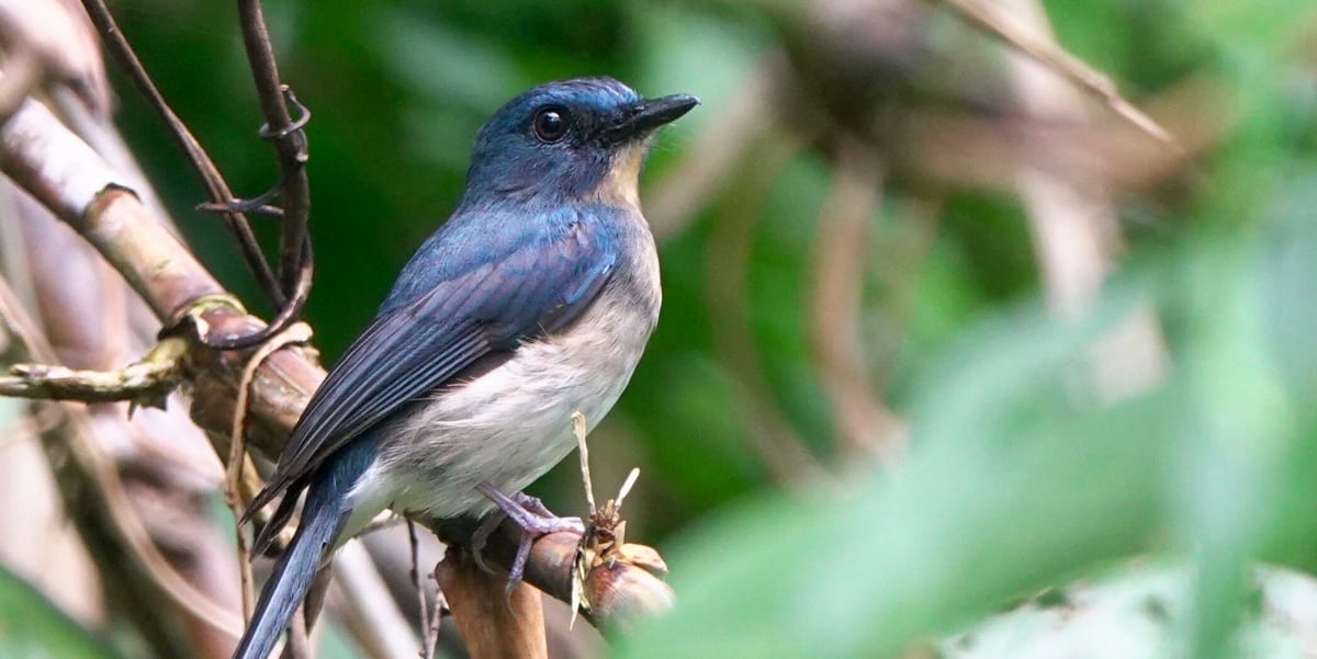 Colorful Bismarck kingfisher perched on branch in Papua New Guinea rainforest after rediscovery
