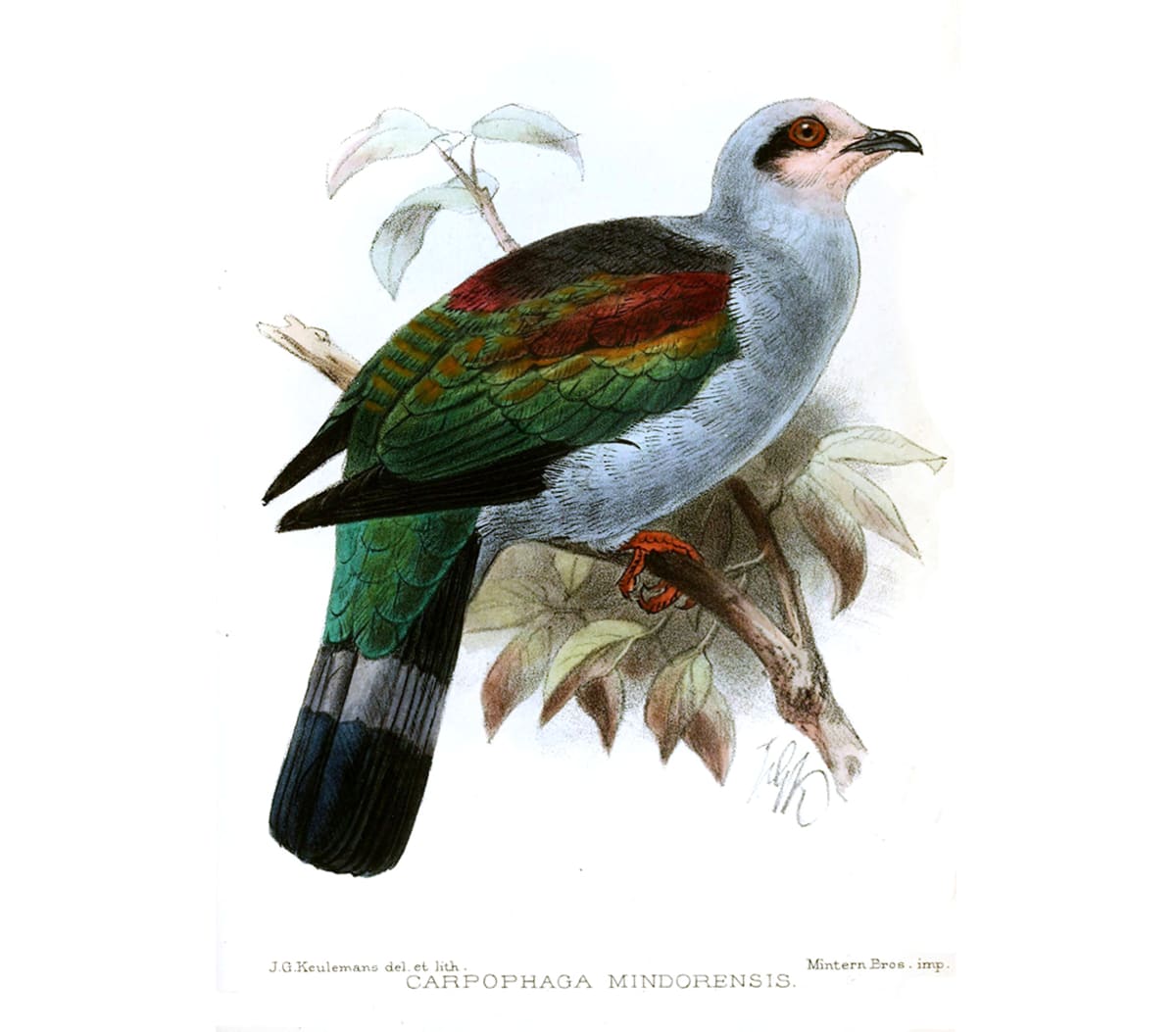 Five Missing Bird Species Found After Decades - Image 5