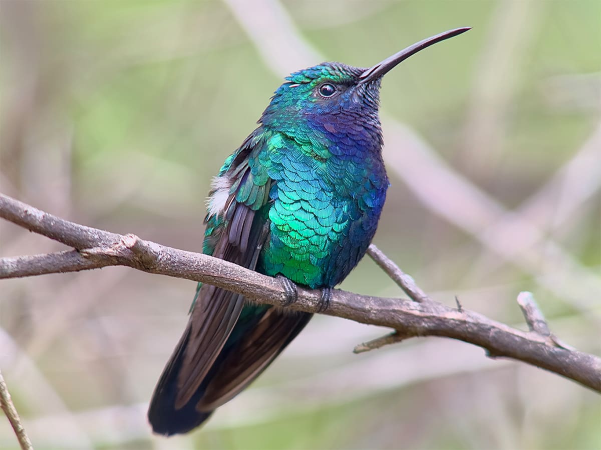 Five Missing Bird Species Found After Decades - Image 4