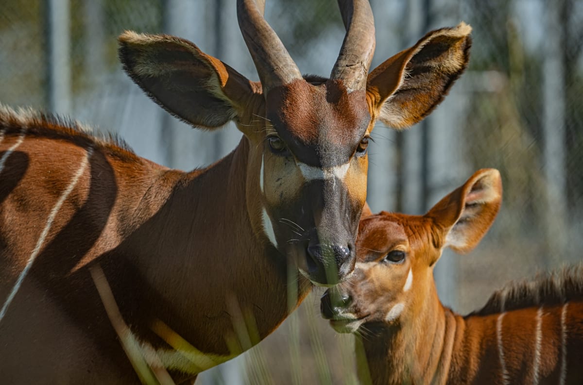 Critically endangered mountain bongo antelope with distinctive white stripes at conservation facility in Kenya