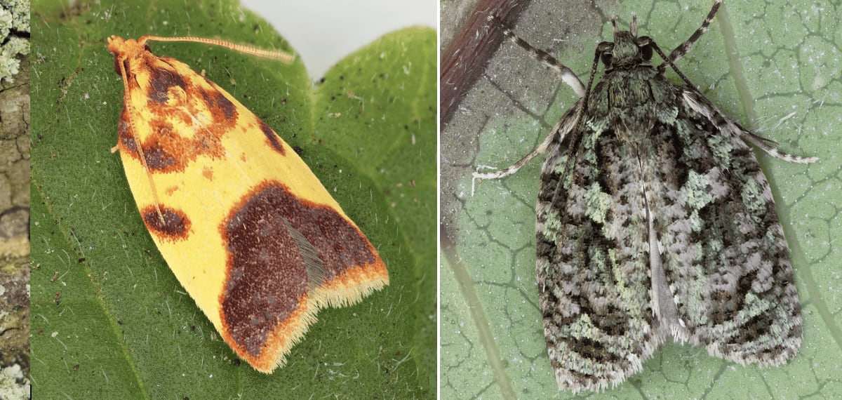 Hawaii Scientists Discover 10 New Moth Species