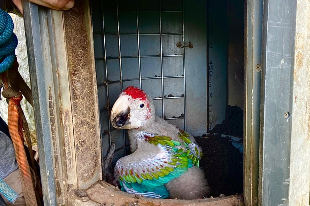 Hidden Cameras Capture Amazon Macaws Raising Their Chick - Image 2