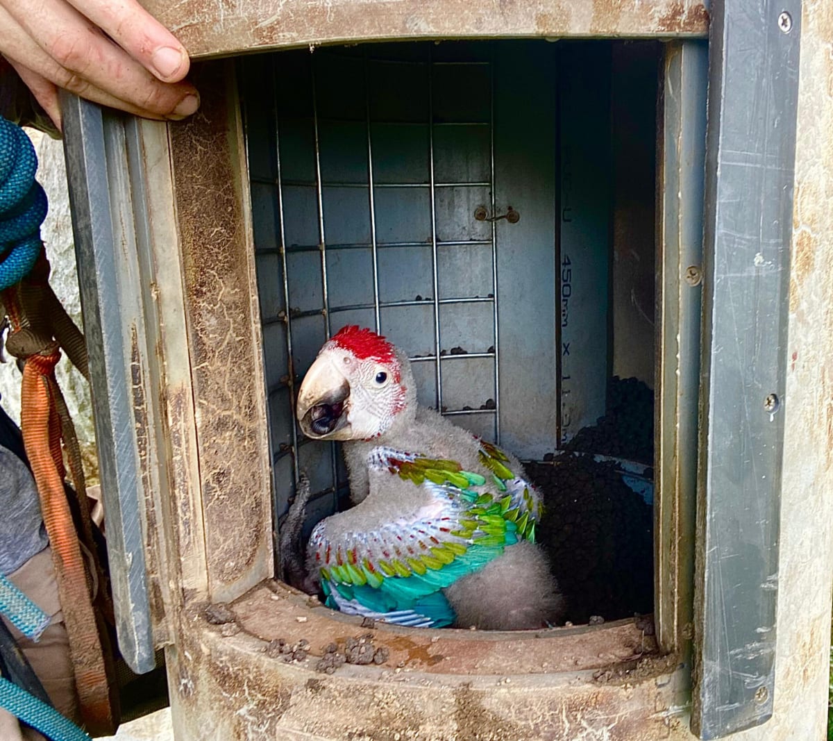 Red-and-green macaws with crimson and blue feathers inside artificial nest box in Amazon rainforest
