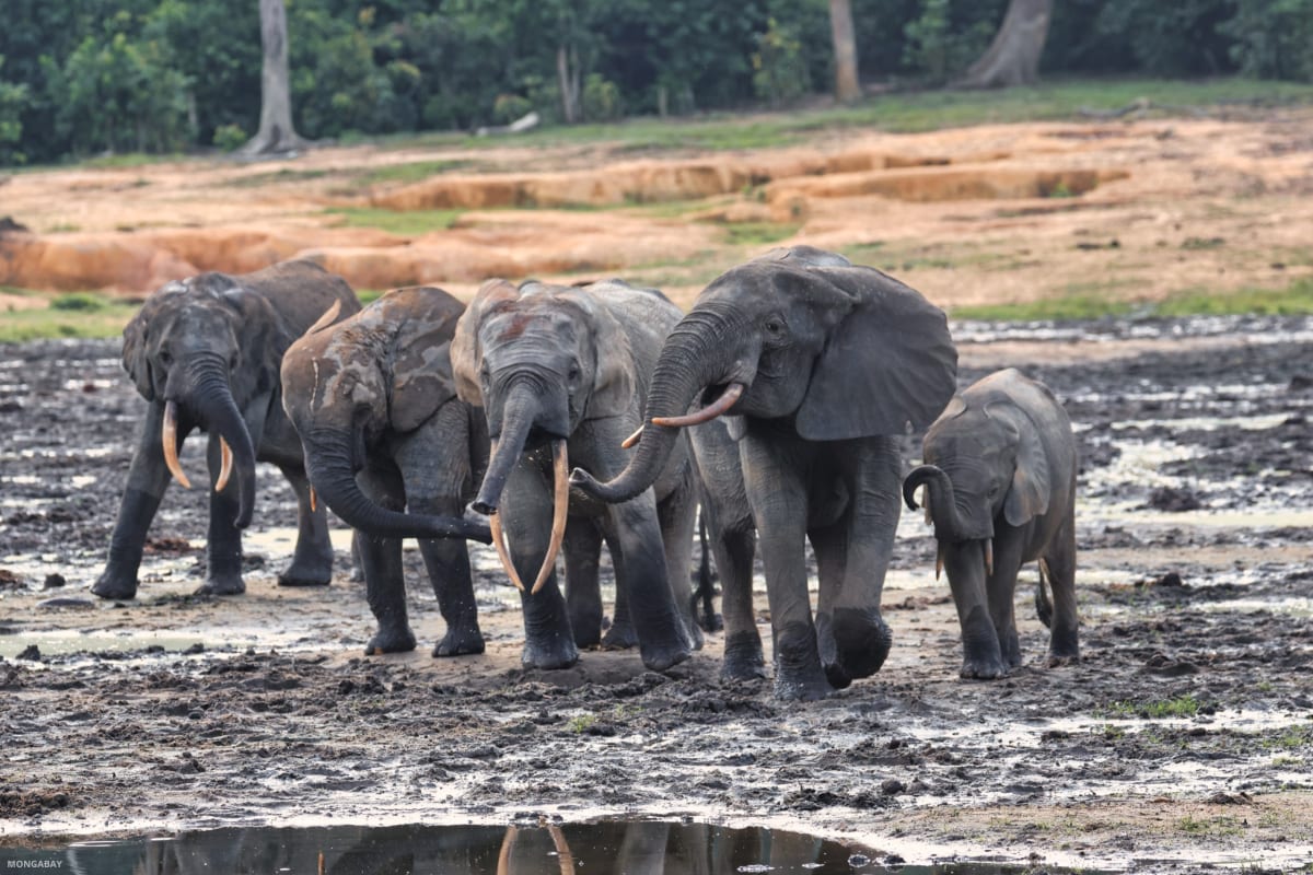 Elephant Memory Research Could Transform Conservation