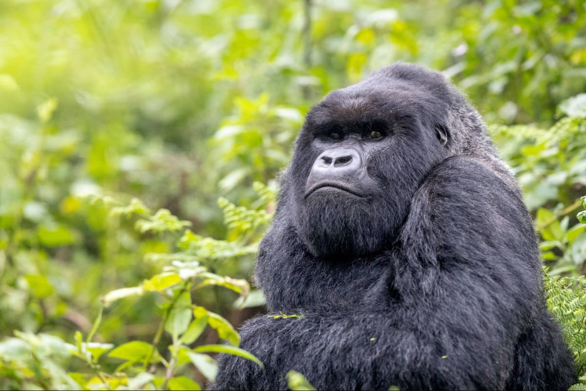 Journalists at computers researching environmental conservation success stories and climate solutions globally