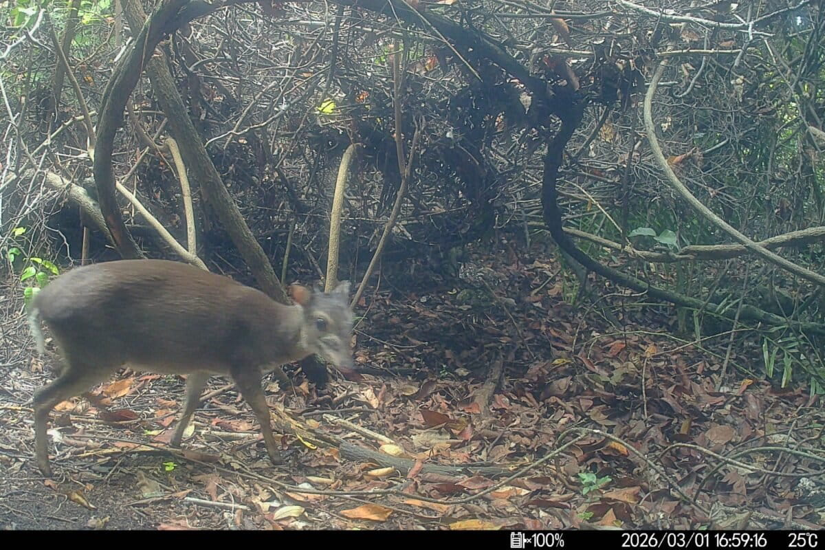 First Photos Capture Rare Antelope Missing for 20 Years - Image 2