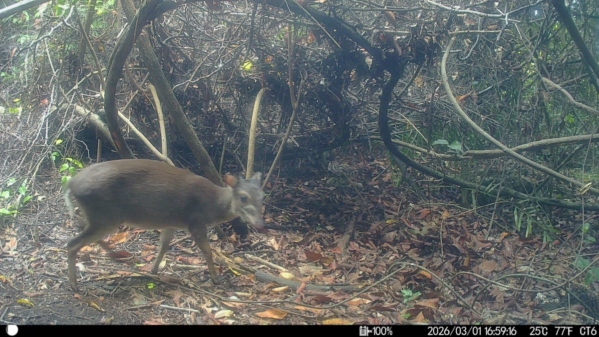 First Photos Capture Rare Antelope Missing for 20 Years