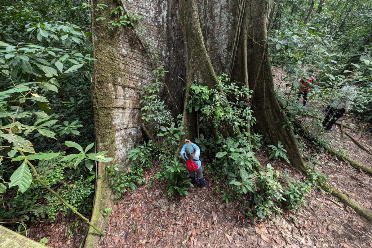 How Satellites and Reporters Team Up to Fight Amazon Crime - Image 5