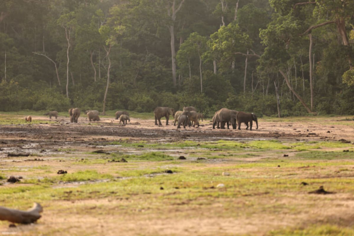 Central African Republic's Ecotourism Brings Hope - Image 4