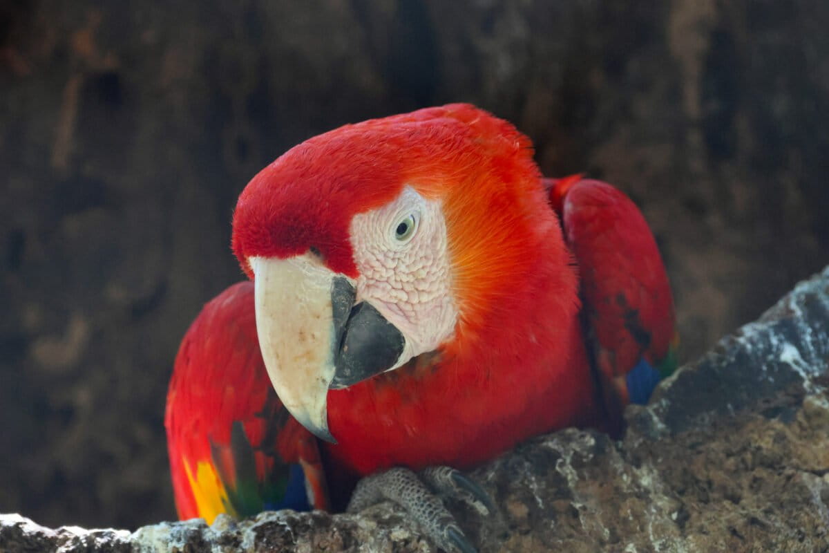 Tropical Forests Regrow in Decades, Study Finds - Image 2