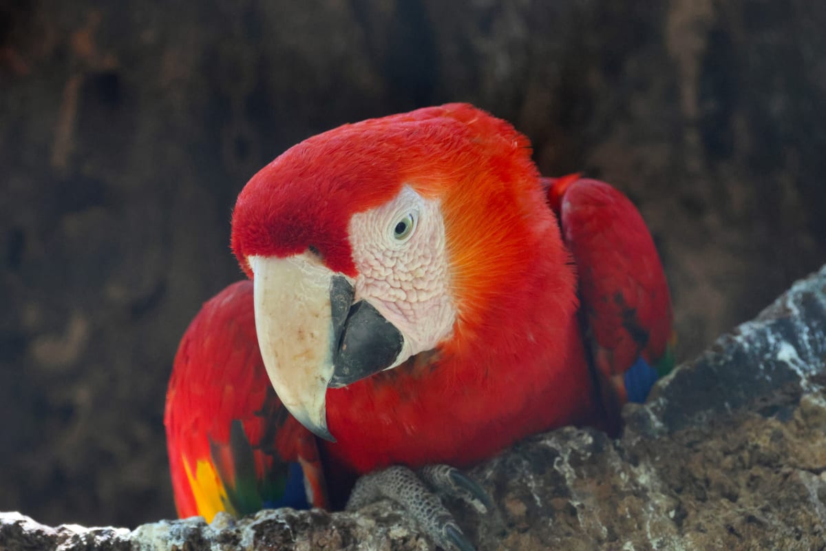 Tropical Forests Regrow in Decades, Study Finds