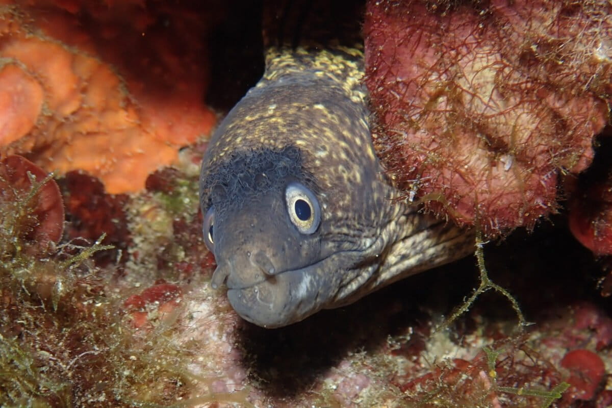 Azores Creates North Atlantic's Largest Ocean Sanctuary - Image 2