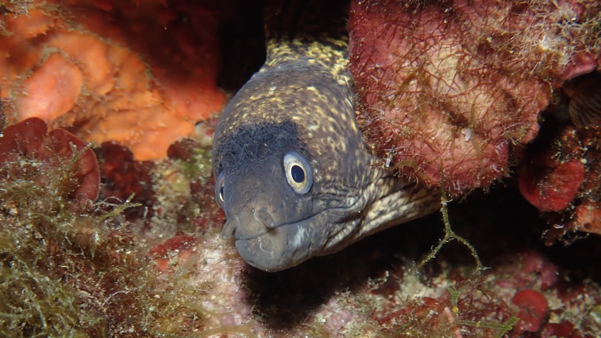 Portuguese leader José Manuel Bolieiro standing beside ocean waters in the Azores archipelago