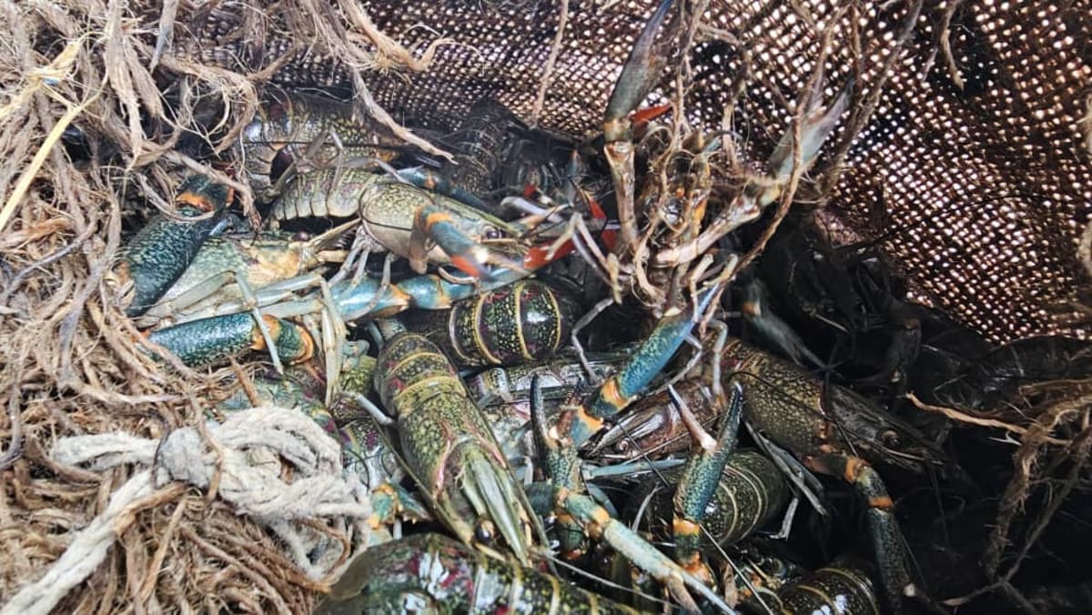 Live redclaw crayfish seized by Malawi fisheries officials at border crossing in 2025