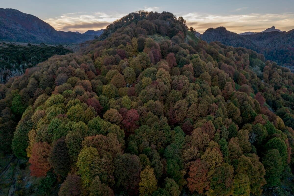 2,400-Year-Old Tree Hosts Underground 'Web of Life - Image 2