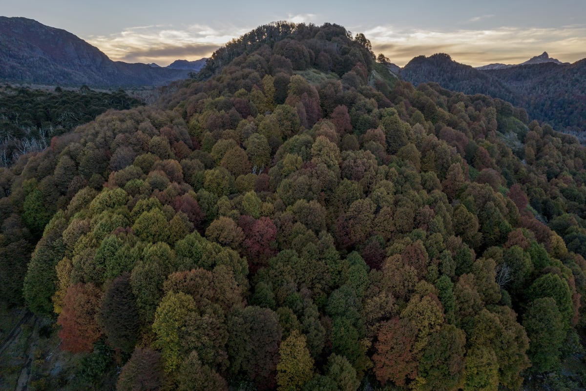 Ancient alerce tree towering over temperate coastal forest in Chile's national park
