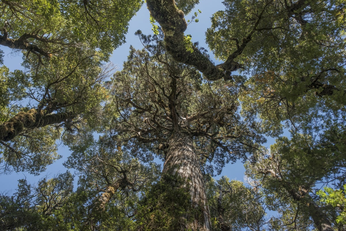 2,400-Year-Old Tree Hosts Underground 'Web of Life - Image 3