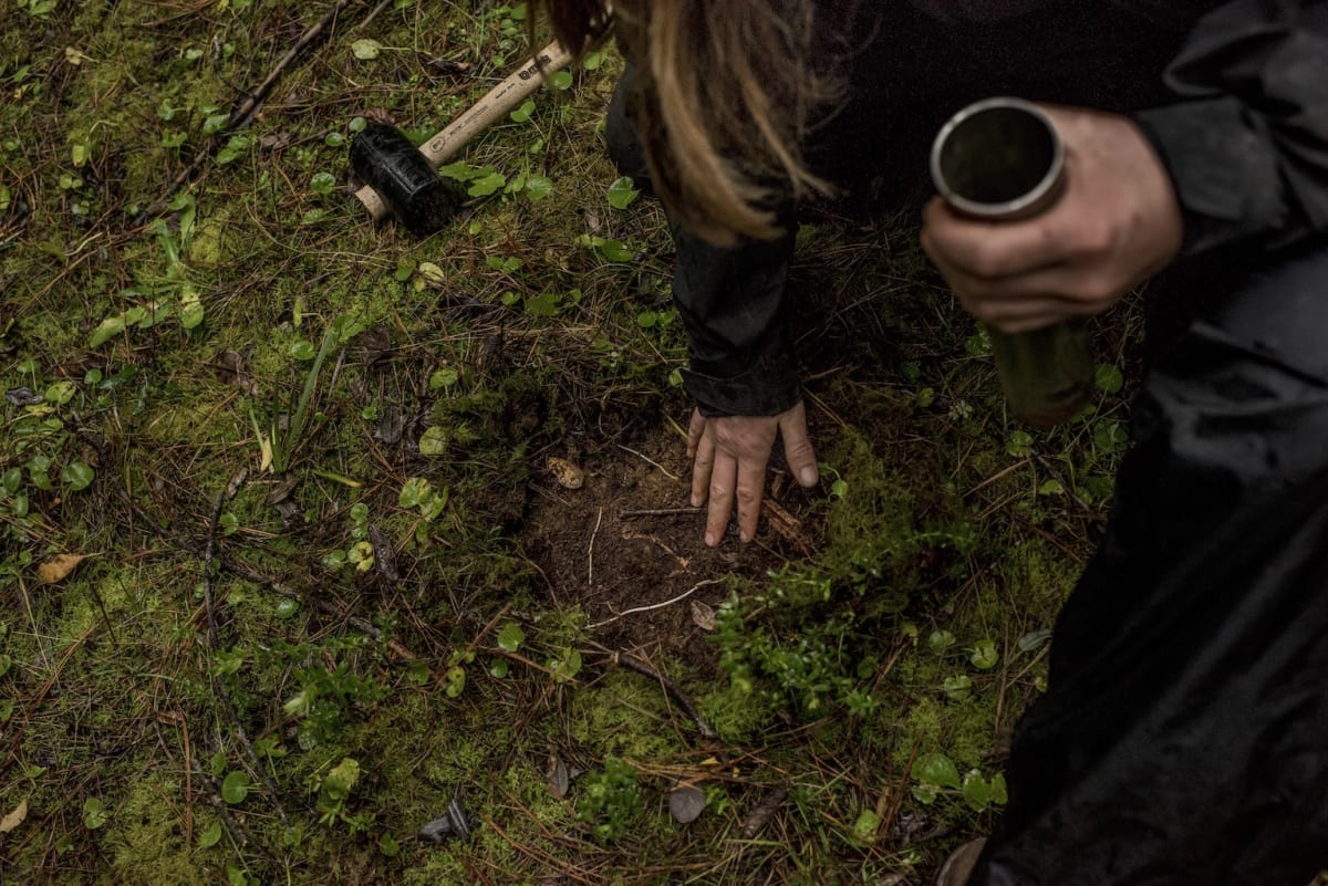 2,400-Year-Old Tree Hosts Underground 'Web of Life - Image 4