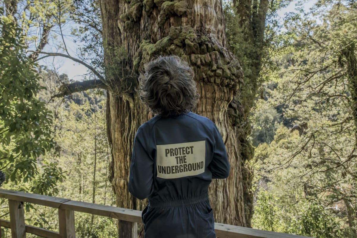2,400-Year-Old Tree Hosts Underground 'Web of Life - Image 5