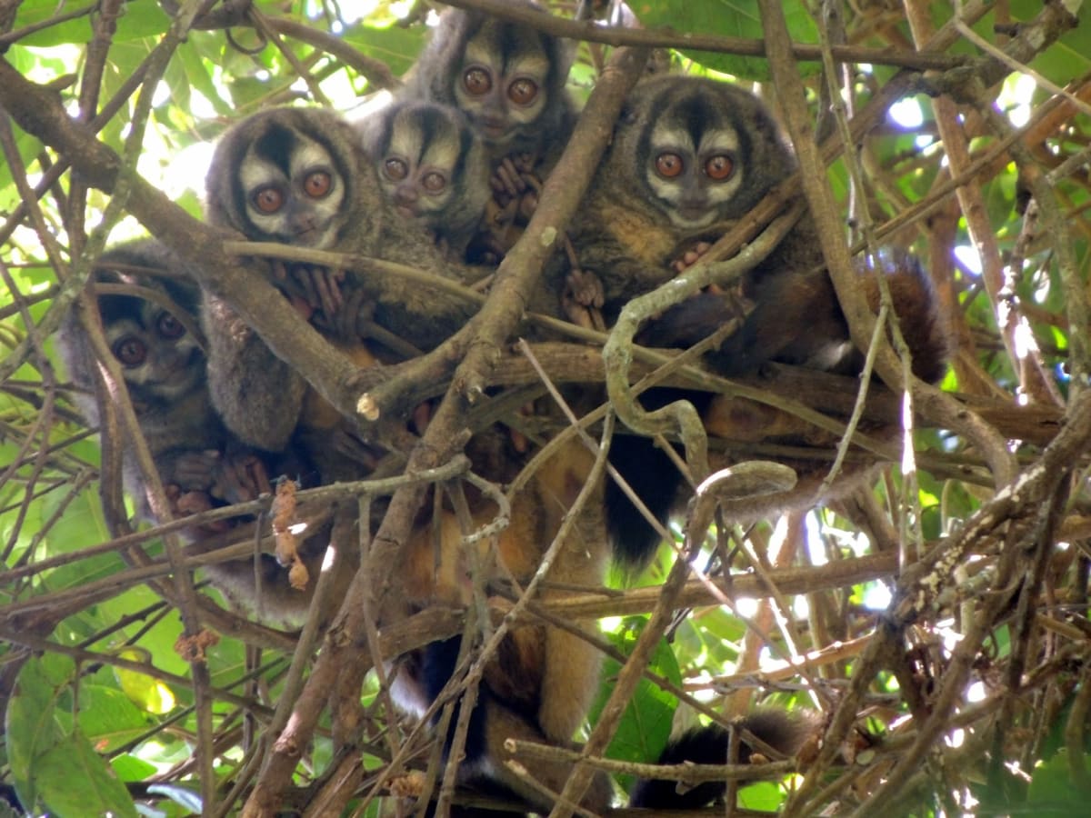 Researcher Solves Night Monkey Mystery in Colombia - Image 3