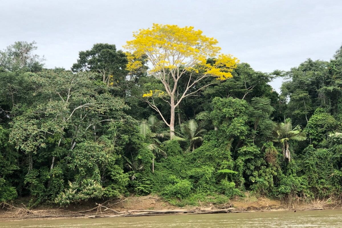 36% of Amazon Rainforest Thriving Despite Droughts - Image 2