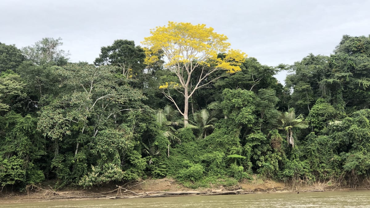 Researcher measuring palm tree in Brazilian Amazon wetland forest during drought study