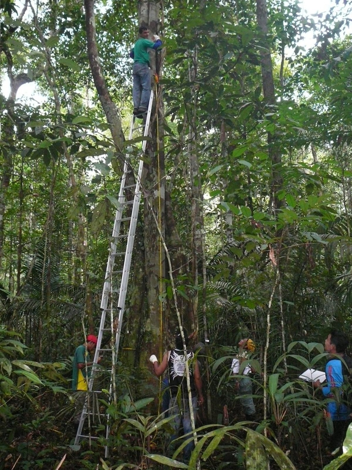 36% of Amazon Rainforest Thriving Despite Droughts - Image 4