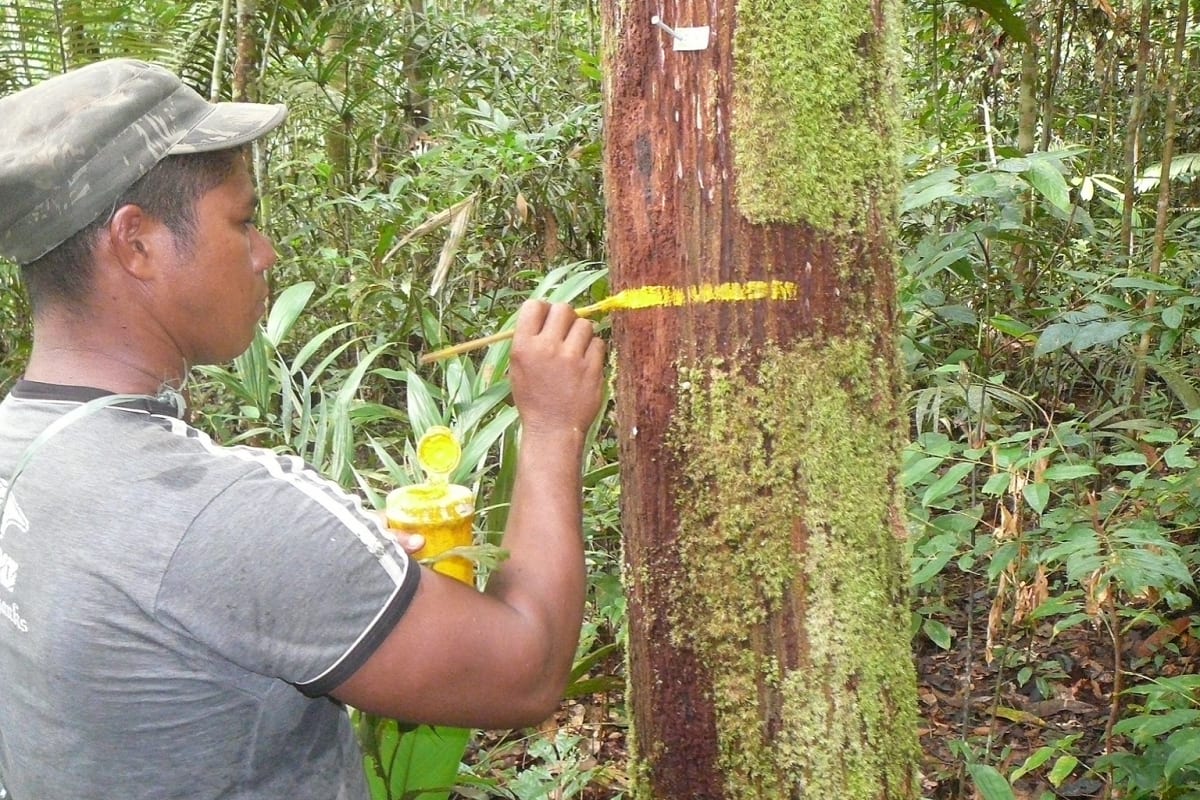 36% of Amazon Rainforest Thriving Despite Droughts - Image 5