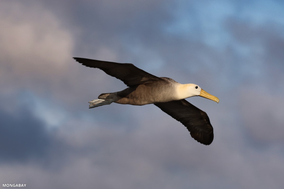 Seabird soaring over open ocean waters during long-distance migration journey