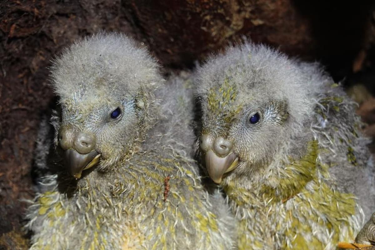 Two fluffy moss-green kākāpō chicks sitting together on Anchor Island, New Zealand