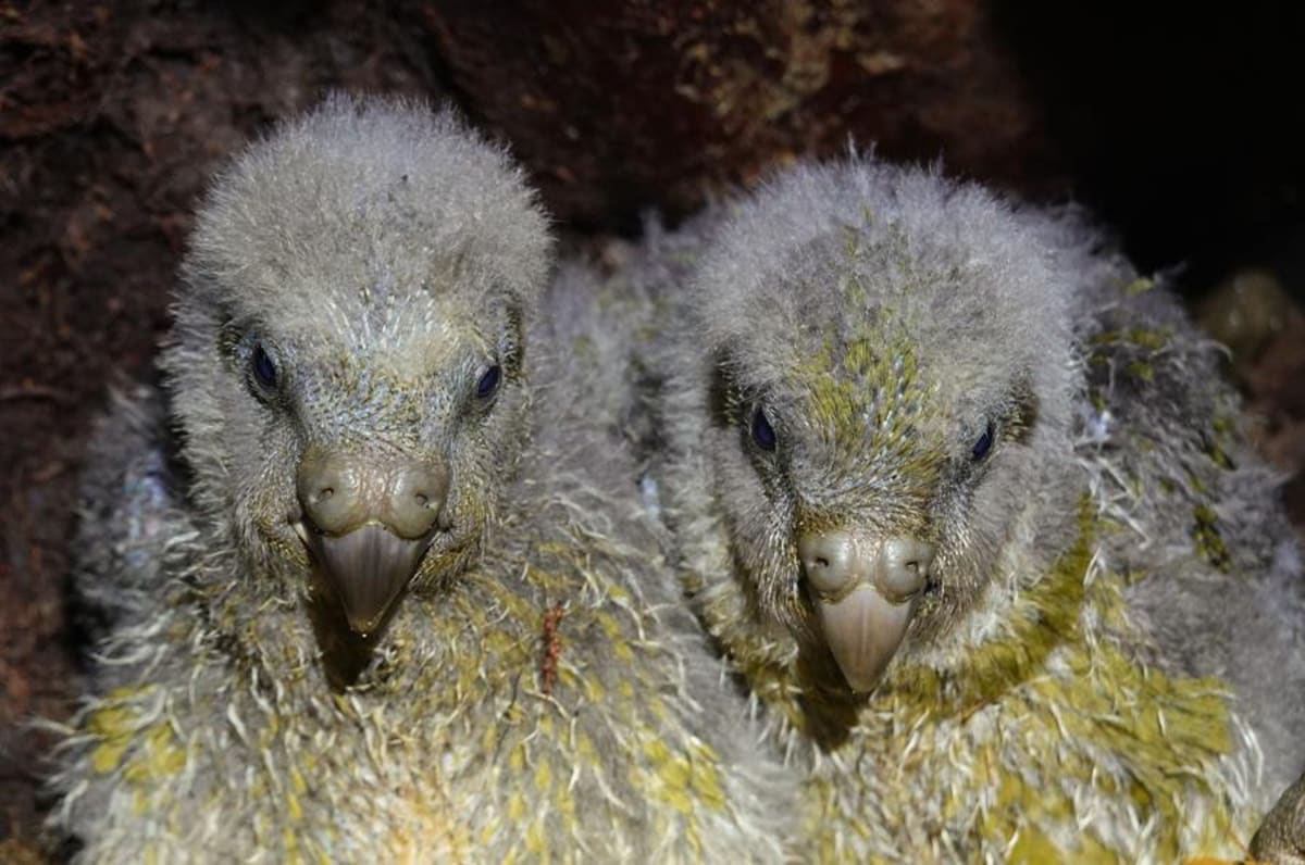 95 Kākāpō Chicks Hatch in New Zealand's Best Year Ever - Image 3