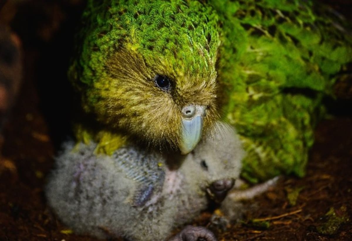 95 Kākāpō Chicks Hatch in New Zealand's Best Year Ever - Image 4