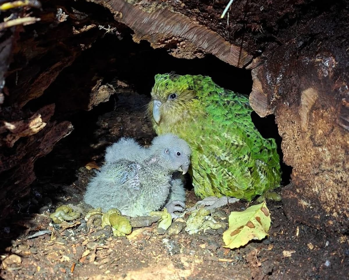 95 Kākāpō Chicks Hatch in New Zealand's Best Year Ever - Image 5